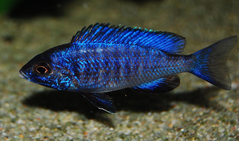 Placidochromis phenochilus 'Mdoka Reef'